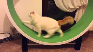 Cat Exercise Wheel