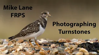 Photographing Turnstones on my favourite beach