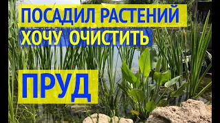 РАСТЕНИЯ ДЛЯ ПРУДА // БИОПЛАТО //12 видов растений в моем пруду // Какие растения очищают воду?