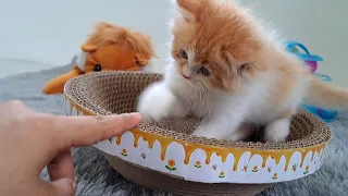 I was amazed at the speed of the kitten's hands