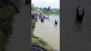 semi intensive shrimp harvesting