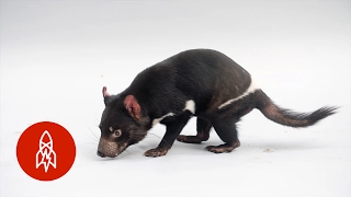 This Tasmanian Devil Is No Looney Tunes Character