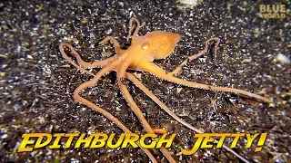 Weird critters under Edithburgh Jetty, South Australia!  (Are they dangerous?)