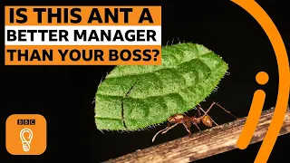 5 things ants can teach us about management | BBC Ideas