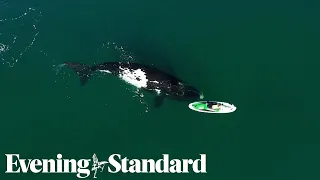 A whale interacts with a woman on a paddle board