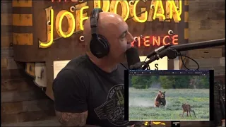 Ten Bear Taboos | Joe Rogan and Clay Newcomb talk about bear-related superstitions