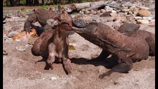 Sadistically Wild Deer Eating Alive By Komodo