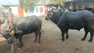 hot buffalo meeting and cow meeting(3)