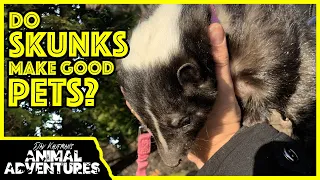 Do SKUNKS make good PETS?
