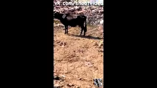 Упоротая Корова Видео из +100500