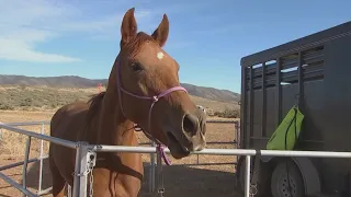 It's the wildest race in the west: man vs. horse