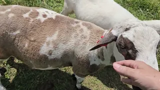 Again I encourage you to let your animals do your work for you.  Rams in the garden.