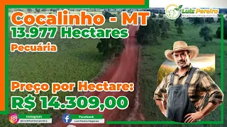 Belíssima Fazenda em Cocalinho-MT 13.977 hectares, Aptidão pecuária, 9 mil hectares em pastagens