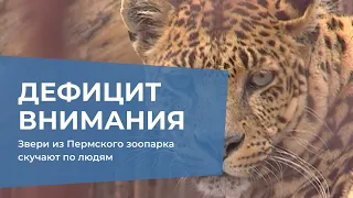 Дефицит внимания: звери из Пермского зоопарка скучают по людям