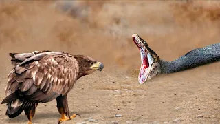 Los Halcones Lanzan Serpientes Desde El Acantilado Al Suelo Para Proteger a Su Bebé