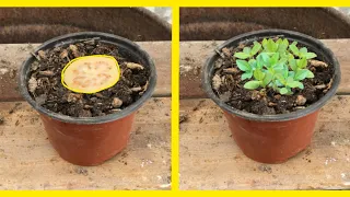 Como germinar semillas de guayaba super fácil en casa (Actualizado)