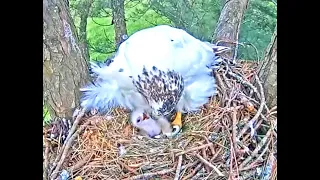 Angel Leucistic Red Tailed Hawk TN  Congrats Angel & Tom on 2nd🐣 hatch 04 30 23 at 122pm