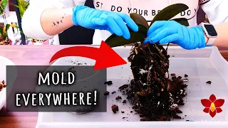 What happens when you DON'T repot your Orchid? 😱 Orchid Care for Beginners