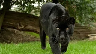 Dospolova M. A. Таинственная чёрная Пантера. Black panther. Пантера - бесстрашный призрак Джунглей.