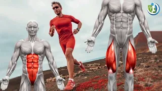 كيف يعمل جسمك أثناء التمرين؟ العضلات التي تشتغل أثناء الجري