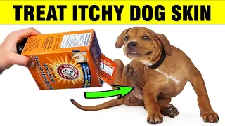 How To Treat Itchy Dog Skin at Home Naturally