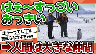 【2ch動物スレ】ペンギン「はぇ～すっごいおっきい」…警戒心ゼロでかわいいwwwwwwww