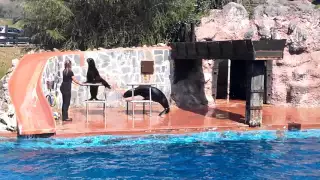 Exhibición leones marinos parque Cabarceno