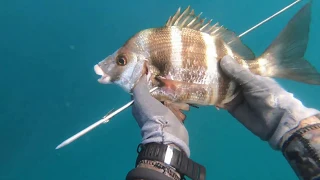 Eric Trevgoda  דייג בצלילה חופשית Spearfishing Israel