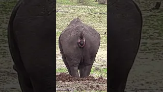 Rhino pooping marking his territory in Kruger National Park #Shorts