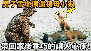 剛出生就失去媽媽的小狼，獨自站在雪地裡不知所措，男子將其帶回家後乖巧的讓人心疼