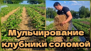 Мульчирование клубники соломой.