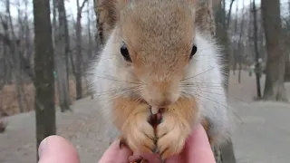 Кормлю белок и Толстую тоже / I feed the squirrels and the Fat one too