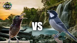Masteran Hitz Burung Kicau ‼️ Tembakan Kolibri Ninja Vs Gelatik Batu