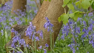 Warning not to trample on bluebells transforming UK woods into fairy tale forests