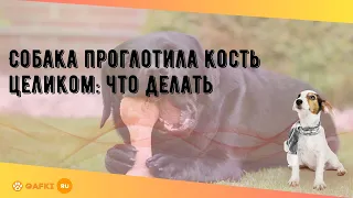 Собака проглотила кость целиком: что делать