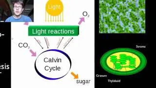 Photosynthesis and Respiration