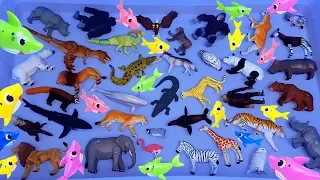 Lots of Animals Toys, Zoo animals Sea animals Farm animlas, dinosaurs & Learn animals names