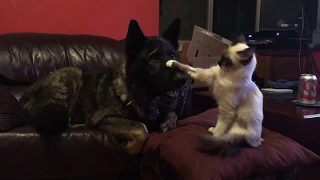 Siamese kitten and sweet German Shepherd have a moment