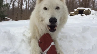 Atka the Wolf Plays Football