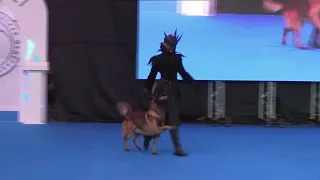 "Paint, It Black" Танцы с собаками. Ильина Полина и малинуа Сабур