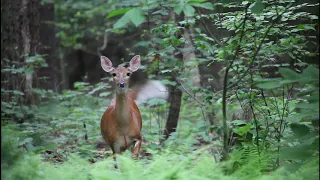 Deer Stomp and Snort