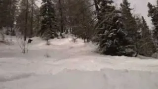 Goat's snowboarding skills!