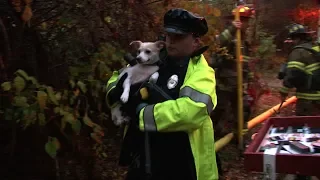 2 dogs rescued by Douglas, Ma firefighters