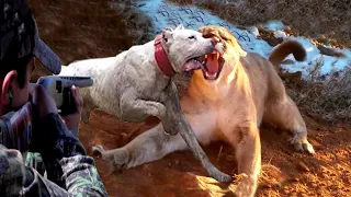 Mountain Lion Encounters That Will Horrify You