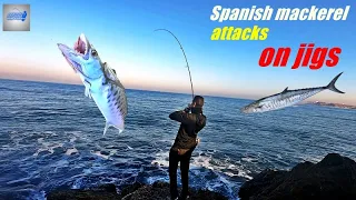 סשן פלמידות עצבני על ג'יגים.Spanish mackerel attacks on jigs