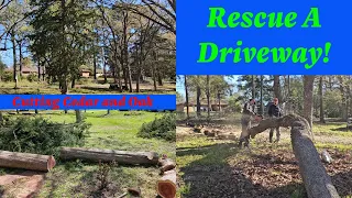 From Cedar to Oak: Free Tree Cutting Adventure!