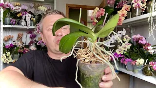 how to CORRECTLY REJUVENATE an ORCHID and split an orchid with aerial roots DETAILS