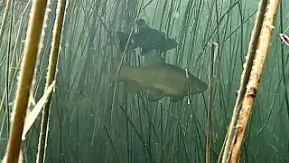 Подводная охота-КАМЫШОВЫЕ ЗАВАЛЫ. SPEARFISHING