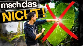 The 5 Biggest Houseplants MYTHS - Toxic Air Fresheners Humidity Light and watering