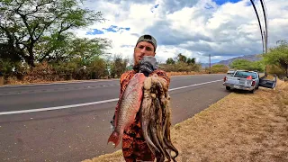 We Got Bait! Catching Tako 🐙 / SpearFishing Hawaii Vlog